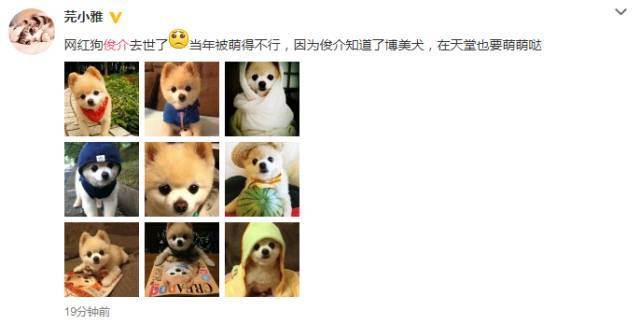 日本网红俊介犬,日本网红柴犬俊介