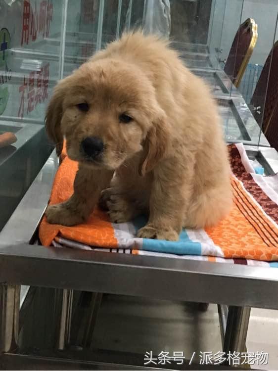 捡到一只小金毛,夫妻俩救助一只濒死的小金毛