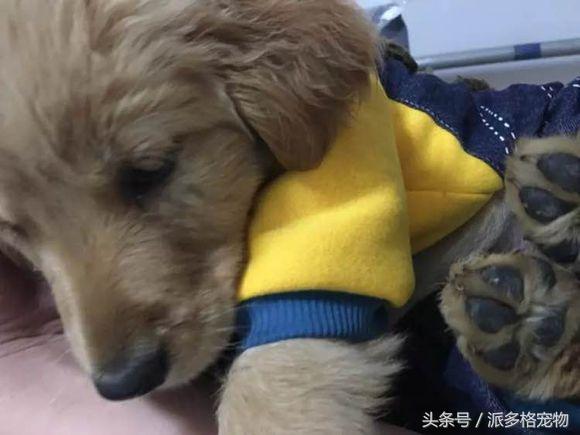 捡到一只小金毛,夫妻俩救助一只濒死的小金毛