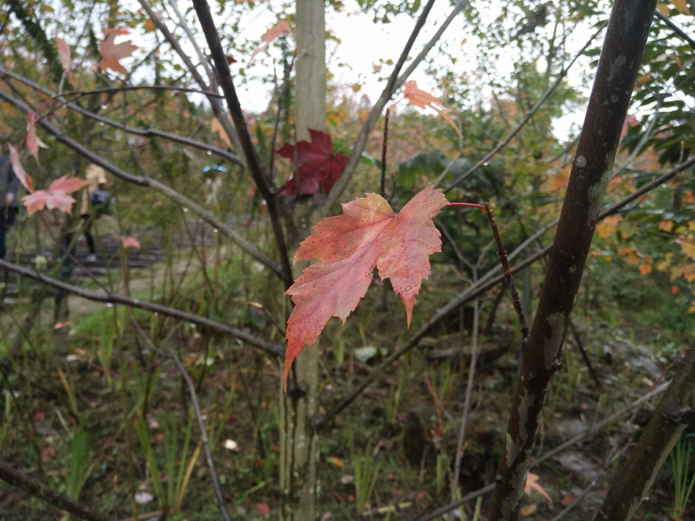 德阳红枫岭旅游,德阳市什邡市红枫岭景区
