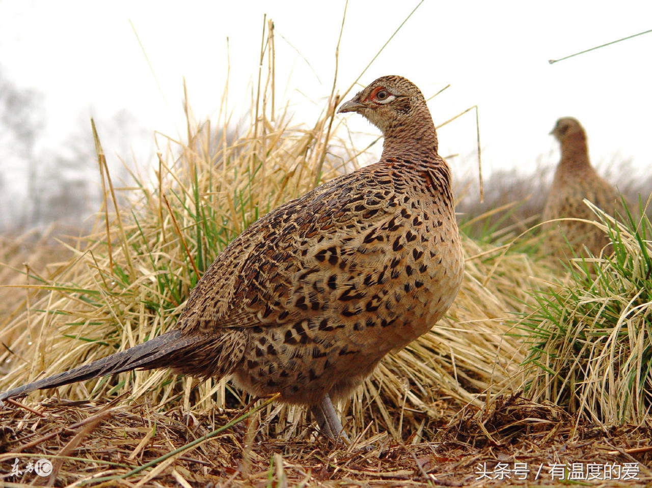野鸡得了鸡瘟是怎样的,野鸡有新冠肺炎吗
