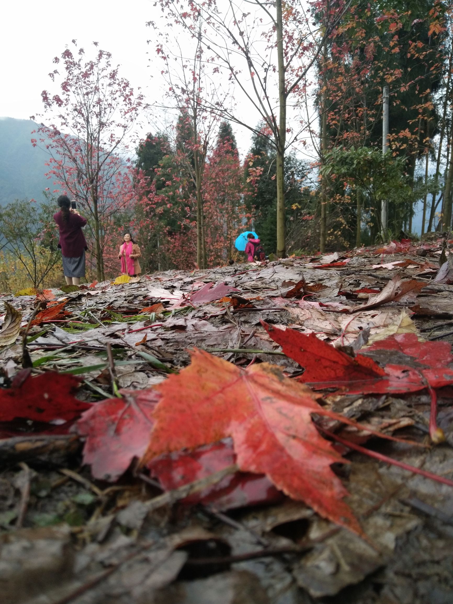德阳红枫岭旅游,德阳市什邡市红枫岭景区