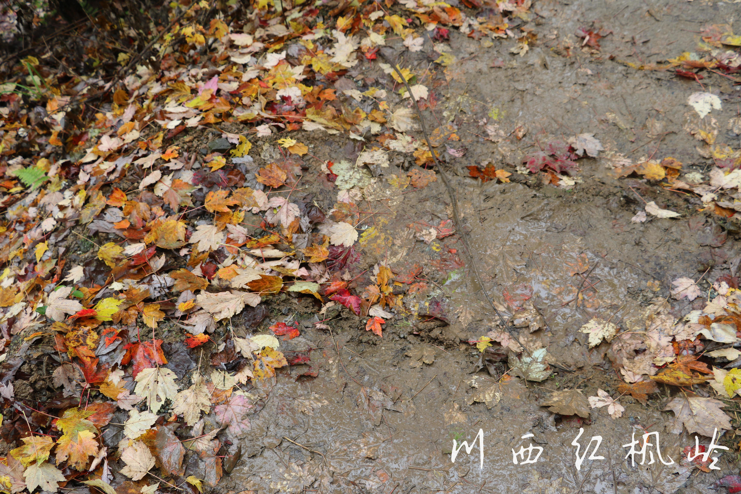 德阳红枫岭旅游,德阳市什邡市红枫岭景区