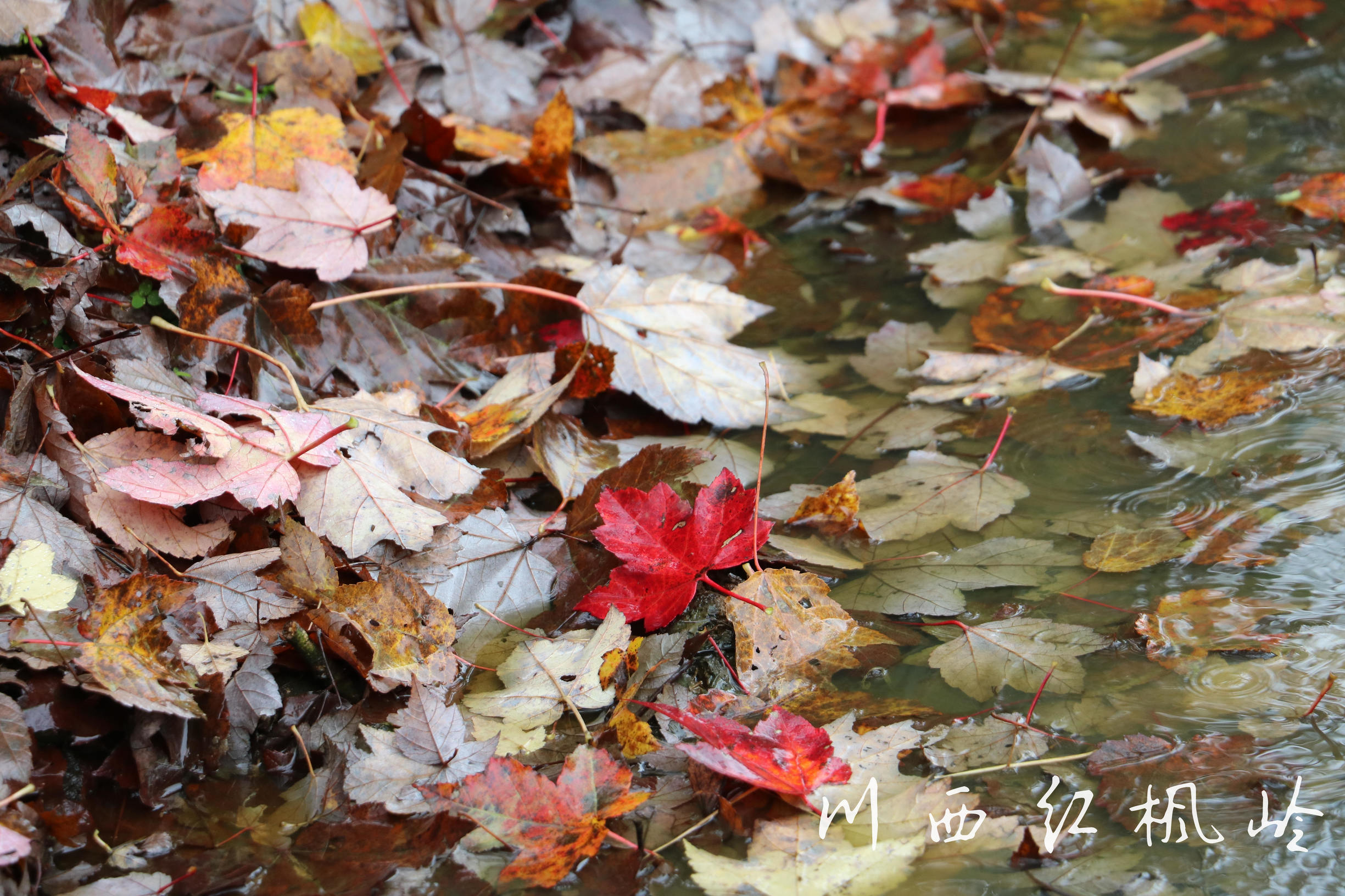 德阳红枫岭旅游,德阳市什邡市红枫岭景区