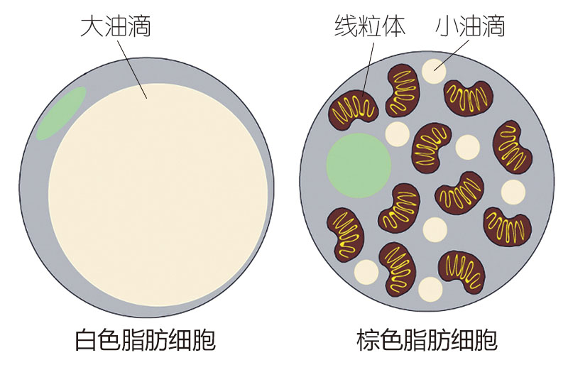 减肥神器全身贴,减肥神器懒人按摩贴