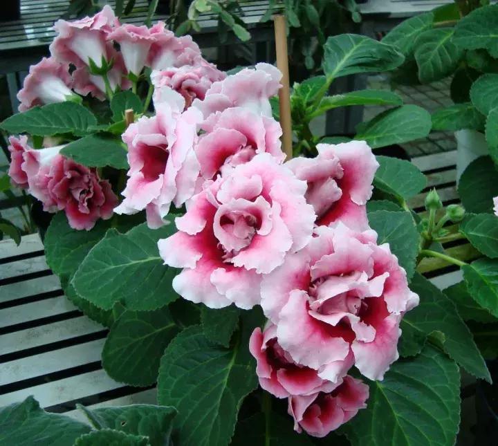 大岩桐花的养护方法图片及价格,大岩桐哪个颜色花最好看