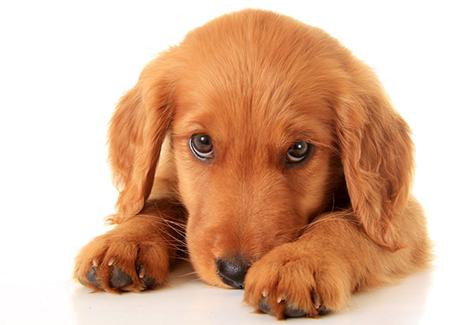 k-9爱犬训练,k9训犬行为学原理