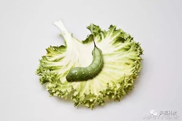 中国青少年科学总动员第三季,中国青少年科学总动员探秘宇宙