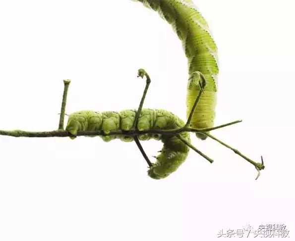 中国青少年科学总动员第三季,中国青少年科学总动员探秘宇宙