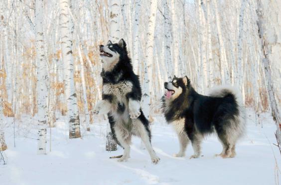 每日一读狗狗品种罗威纳犬,每日一读狗狗品种