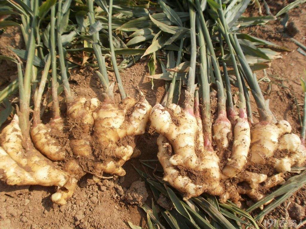 大姜种植高产方法,大姜种植技术与管理