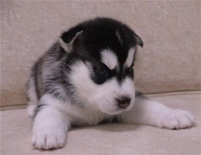 哈士奇幼犬的饲养方法,哈士奇幼犬的训练方法和步骤