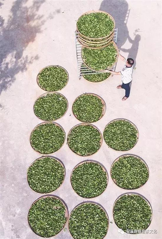 安溪铁观音是春茶好还是秋茶好,安溪铁观音最出名