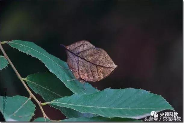 中国青少年科学总动员认识地球,中国青少年科学总动员综艺