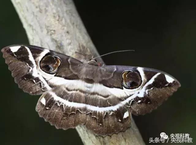 中国青少年科学总动员认识地球,中国青少年科学总动员综艺