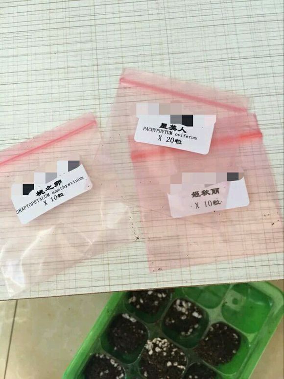 多肉种子鉴别,怎么判断多肉种子的真假