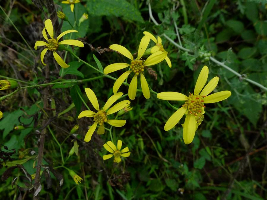 识得千里光一年四季不长疮,识得