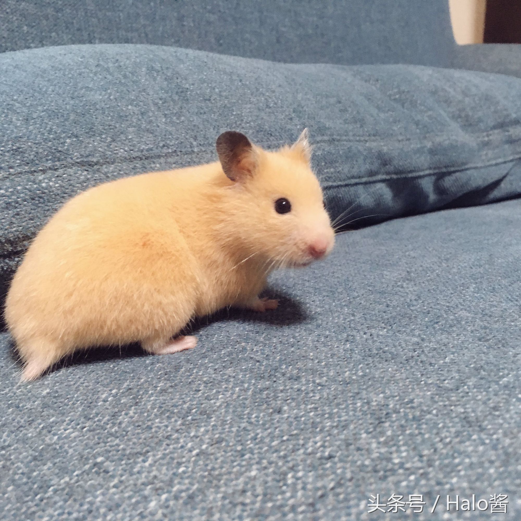 长大的金丝熊有多可爱都萌化了,金丝熊超可爱