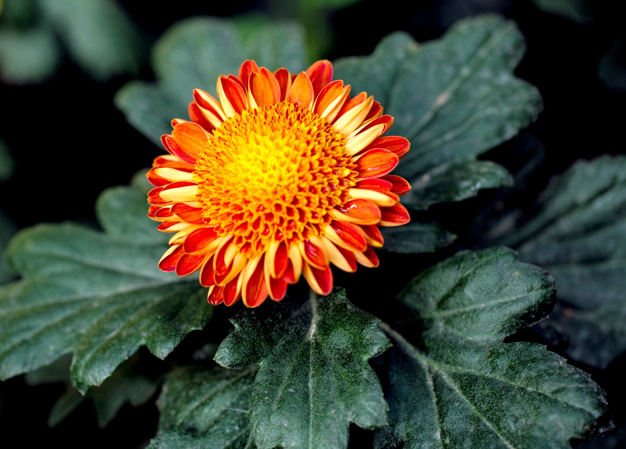 菊花唯美诗句图,关于菊花的诗句图片