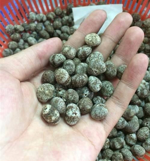 云南星月菩提产地是哪里,星月菩提哪里的产地最好