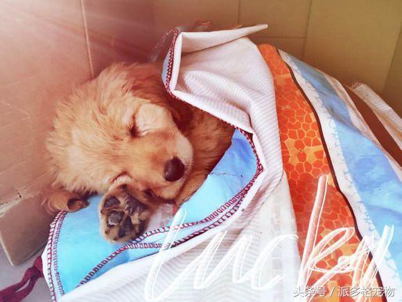 捡到一只小金毛,夫妻俩救助一只濒死的小金毛