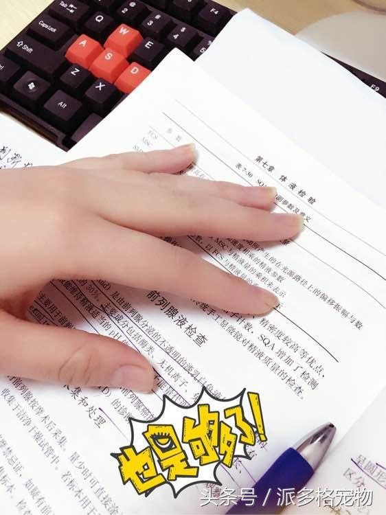 捡到一只小金毛,夫妻俩救助一只濒死的小金毛