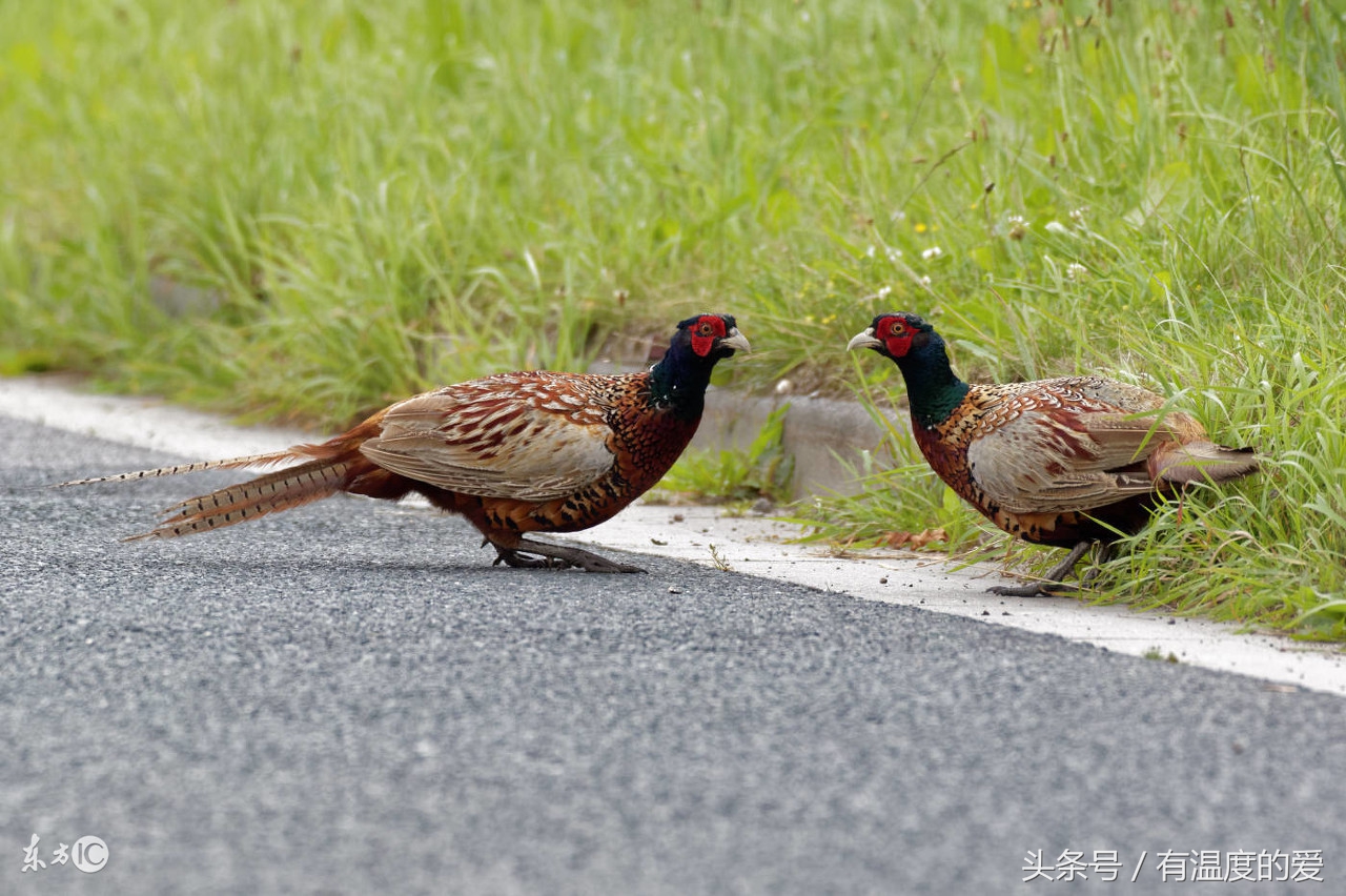 野鸡得了鸡瘟是怎样的,野鸡有新冠肺炎吗