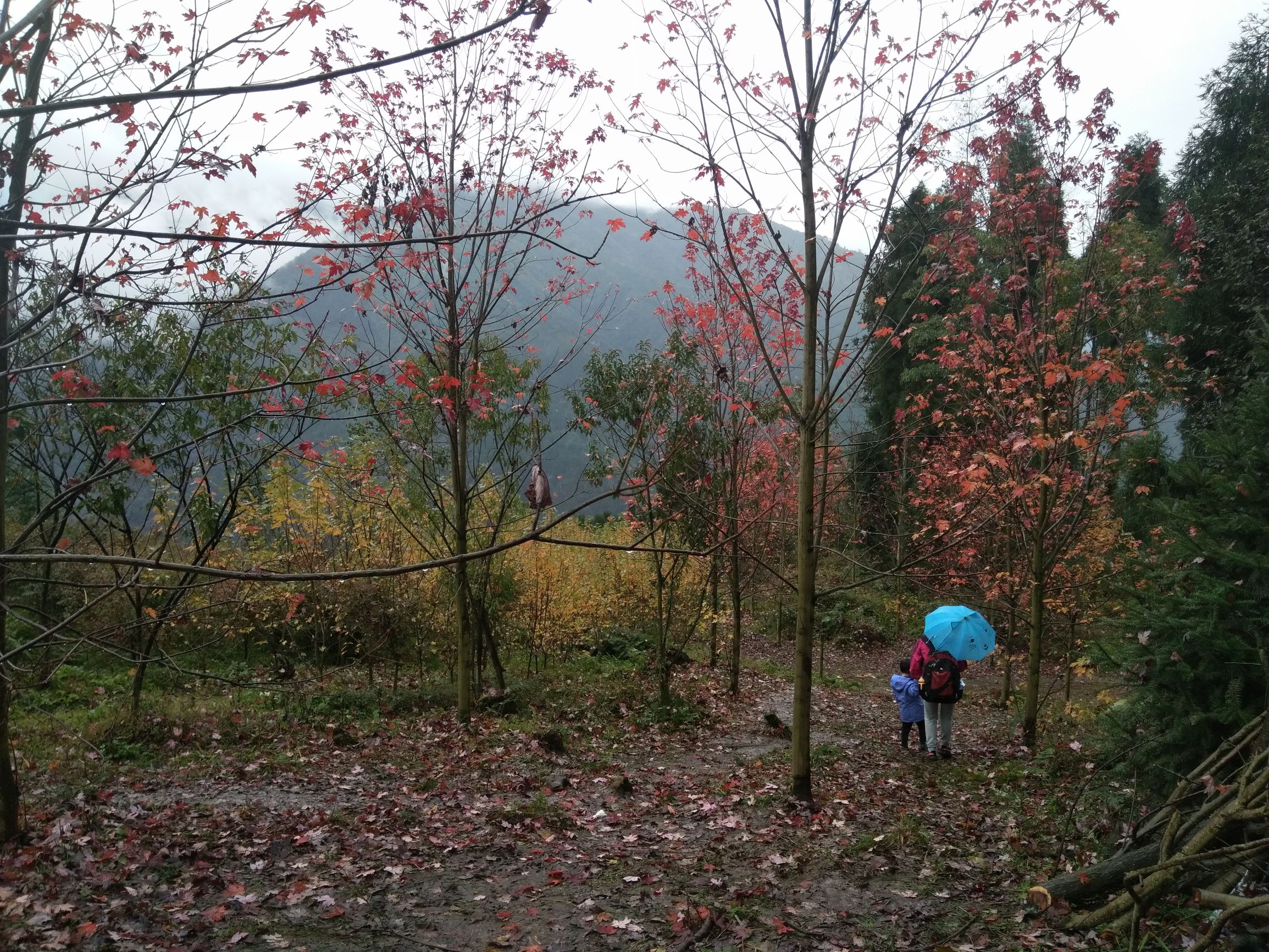 德阳红枫岭旅游,德阳市什邡市红枫岭景区