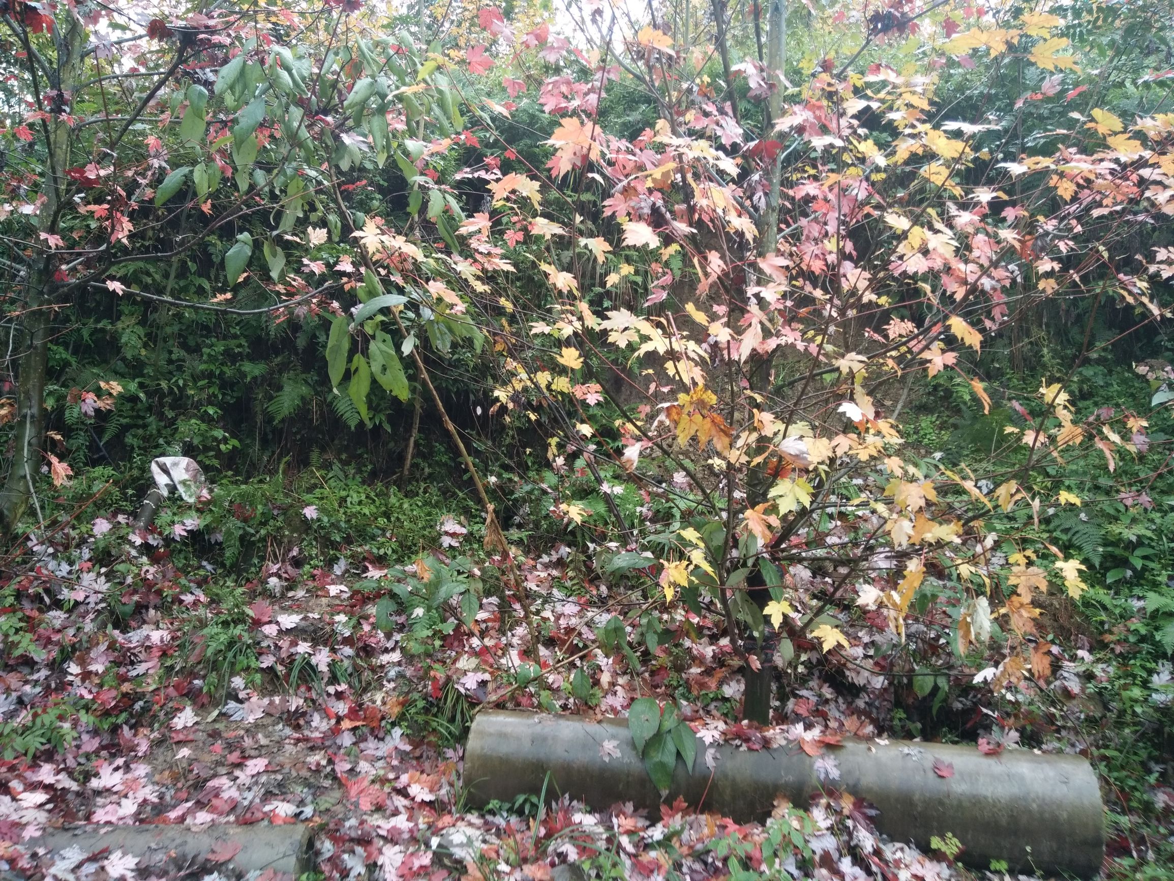 德阳红枫岭旅游,德阳市什邡市红枫岭景区