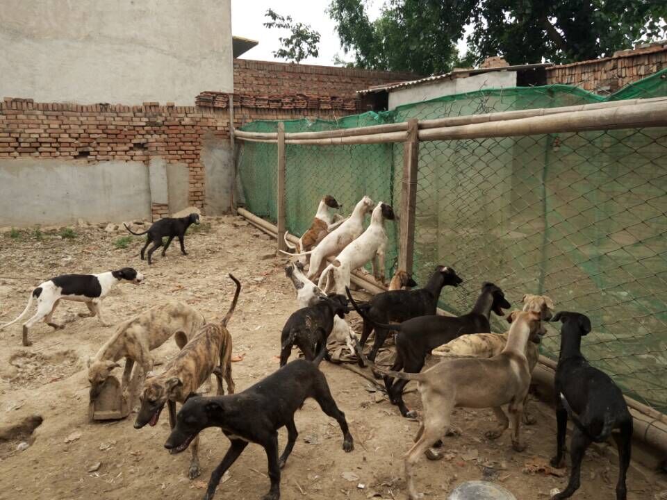 柯基狗狗生产后要注意些什么,狗狗分娩生产