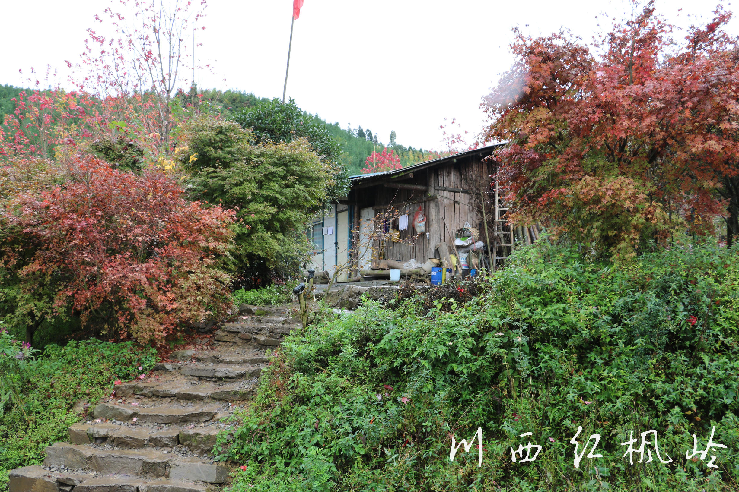 德阳红枫岭旅游,德阳市什邡市红枫岭景区