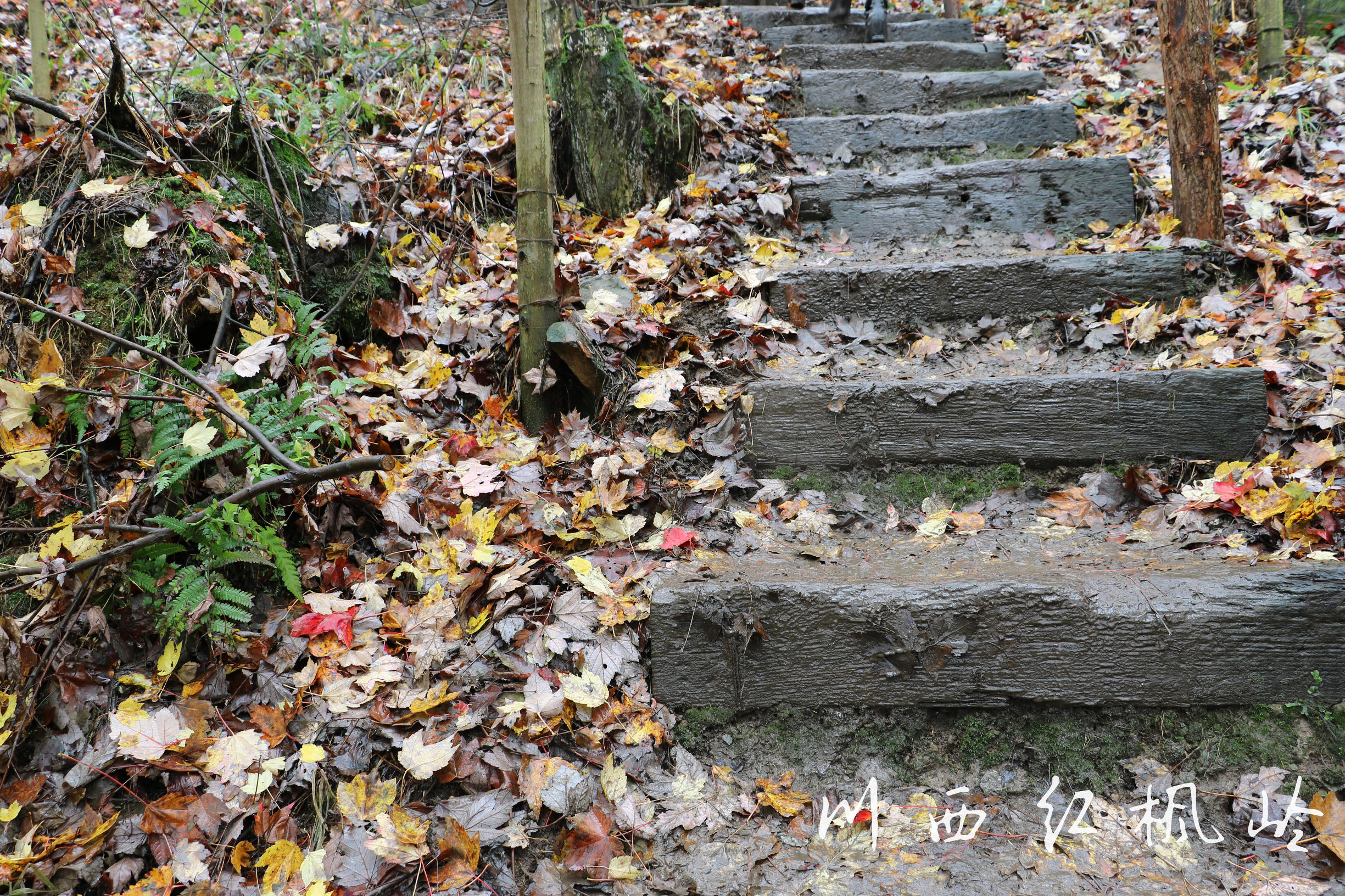 德阳红枫岭旅游,德阳市什邡市红枫岭景区