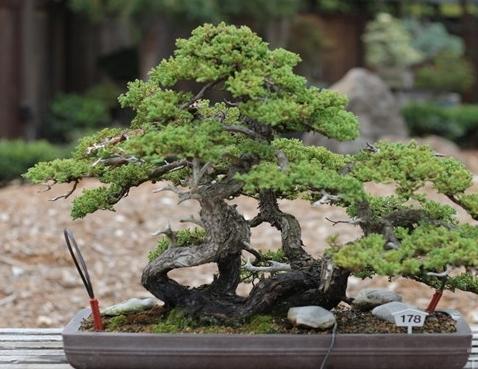 盆景制作教学入门教程,盆景入门必看盆景蟠扎技巧