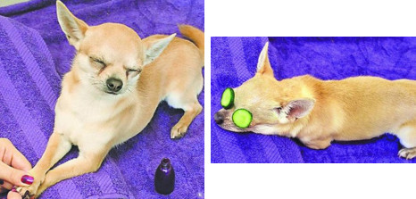 最奢华的宠物,带你看看宠物的奢侈生活