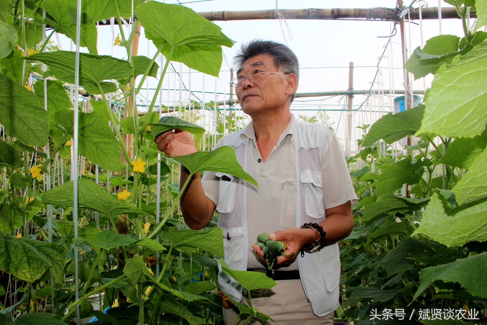 种菜有虫用什么杀虫剂,阳台种菜生虫小偏方大全