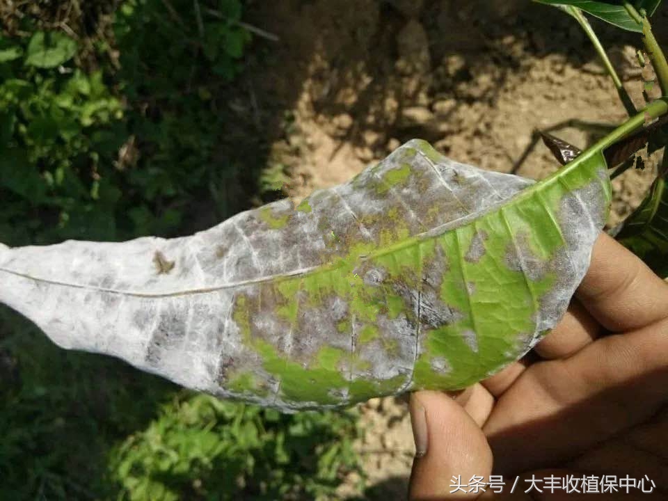 芒果各种病虫害,所有人都对芒果过敏怎么处理