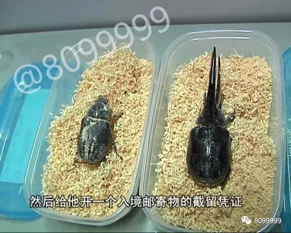 海关截获进境邮包,跨境包裹海关检疫管理办法