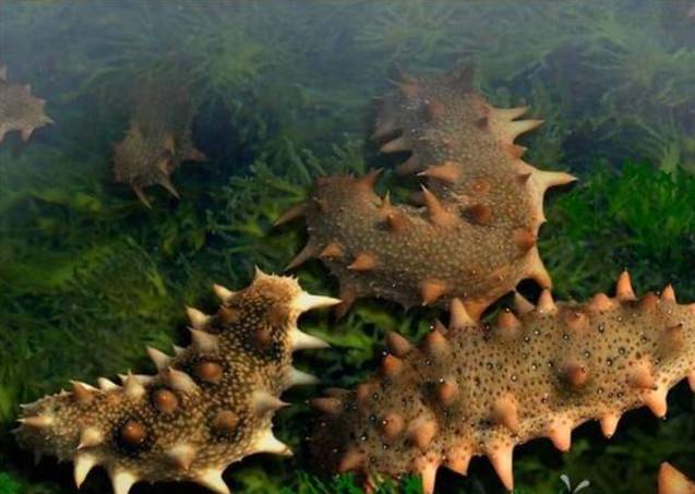 为什么大连海鲜出名营口海鲜呢,大连海鲜和青岛海鲜的区别