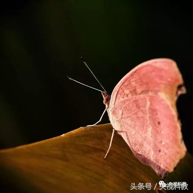 中国青少年科学总动员第三季,中国青少年科学总动员探秘宇宙