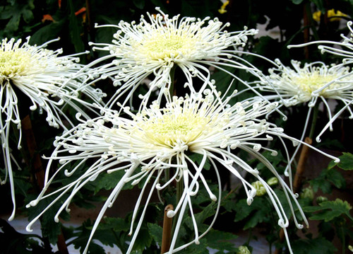 菊花唯美诗句图,关于菊花的诗句图片