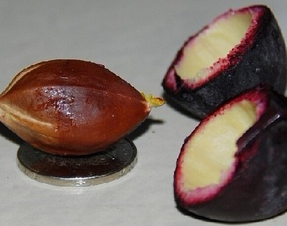 什么样的腌制水果不能吃,一种水果不能生吃