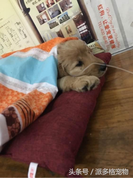 捡到一只小金毛,夫妻俩救助一只濒死的小金毛