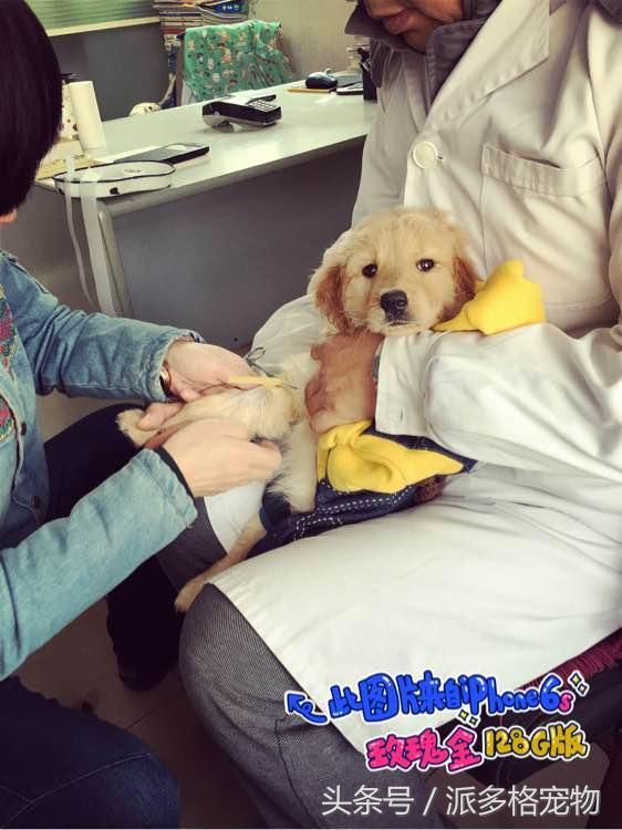 捡到一只小金毛,夫妻俩救助一只濒死的小金毛