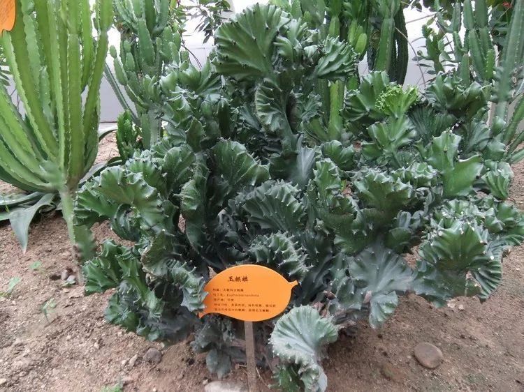 养了十几年的麒麟掌,家里为什么不能随便养麒麟掌