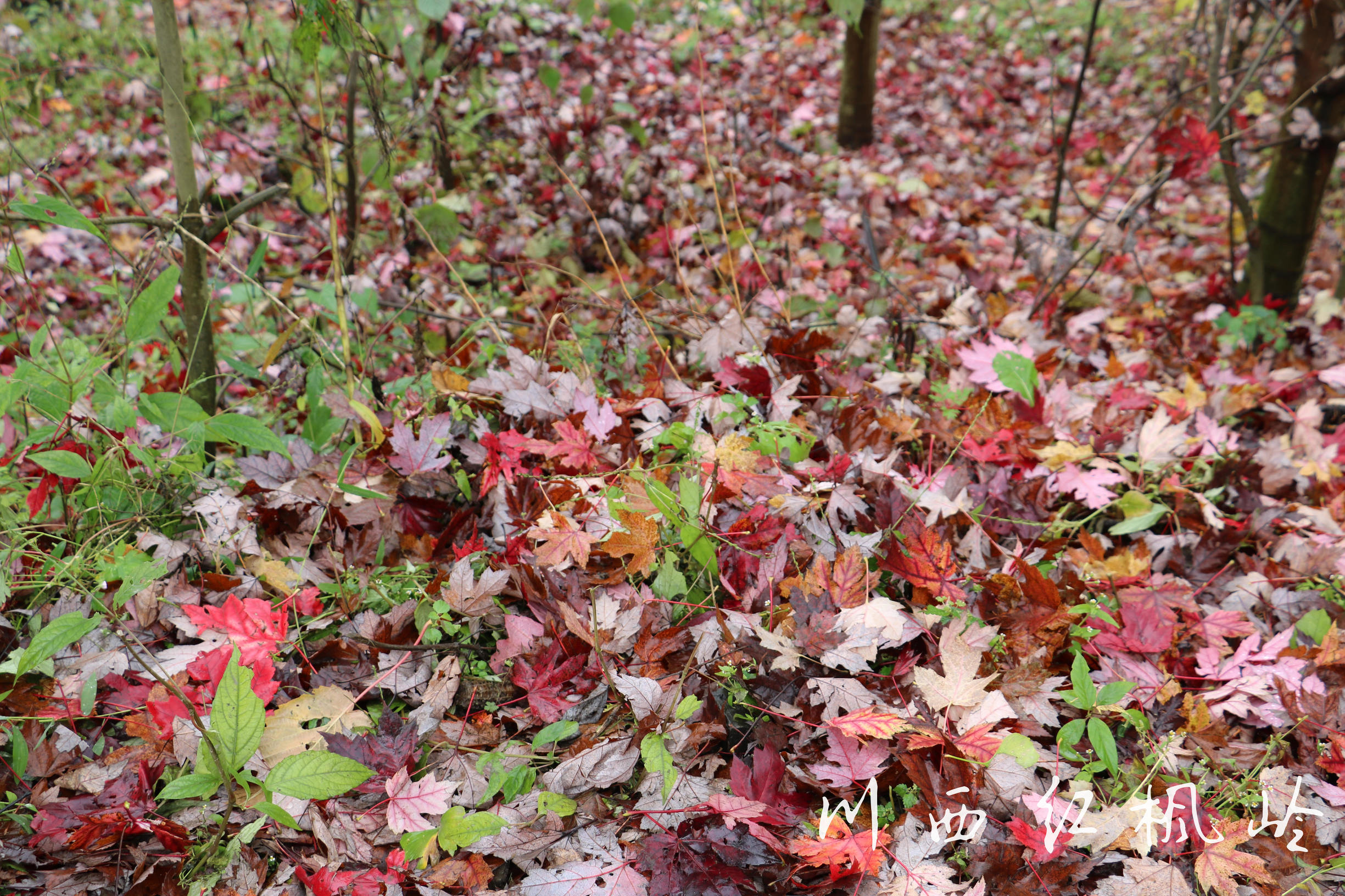 德阳红枫岭旅游,德阳市什邡市红枫岭景区