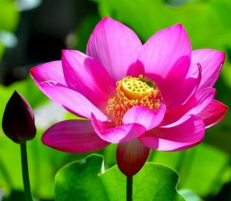 盆栽荷花好不好养,盆栽荷花不长怎么办