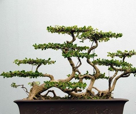 盆景制作教学入门教程,盆景入门必看盆景蟠扎技巧