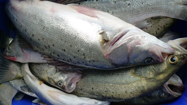 海钓分为几种钓法,海钓几种钓法