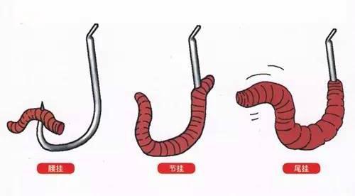 钓鱼养蚯蚓用什么箱子最好,泡沫箱养蚯蚓钓鱼最佳方法