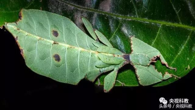 中国青少年科学总动员第三季,中国青少年科学总动员探秘宇宙